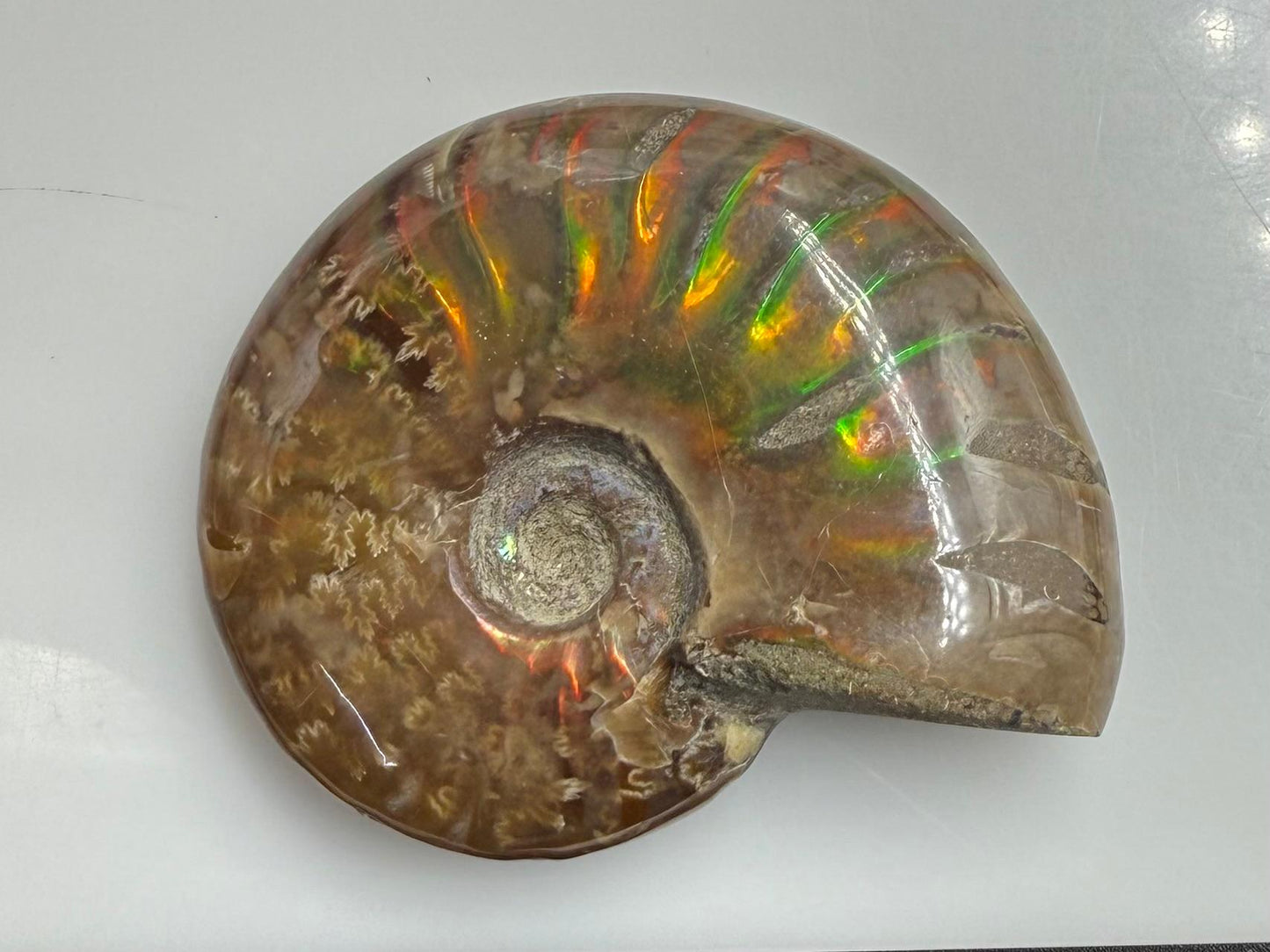 Natural Ammonite Shell  Rough Shape  33.655 gram  CS56679