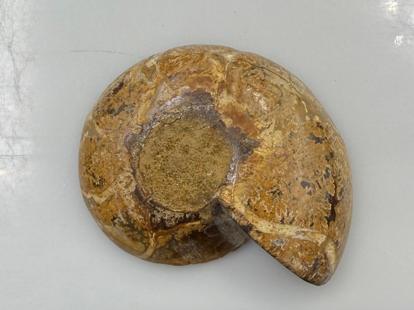 Natural Ammonite Shell  Rough Partially polished cut Shape  100.74 carat  CS57004