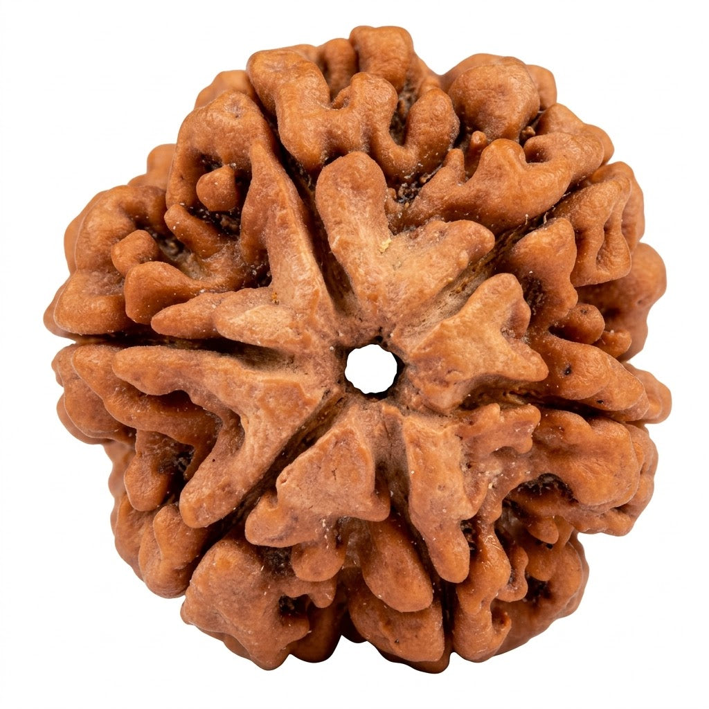 6 Mukhi Rudraksha — Nepal