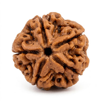5 Mukhi Rudraksha (Premium Big Size), origin Indonesia (Java)