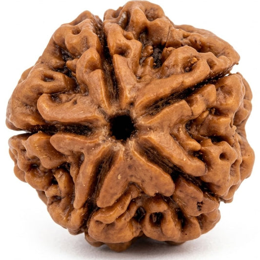 5 Mukhi Rudraksha (Premium Big Size) – Indonesia (Java)
