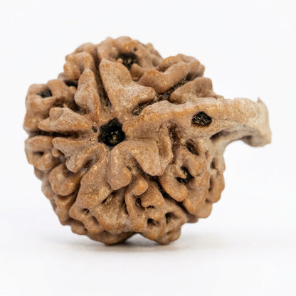 Ganesh Rudraksha – Nepal