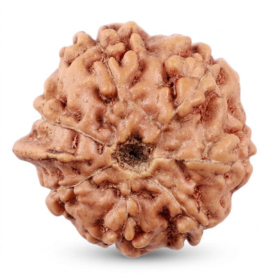 Ganesh Rudraksha, origin Indonesia (Java)