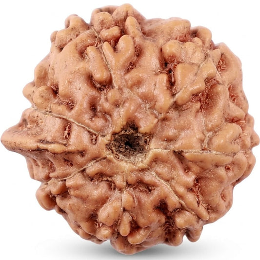 Ganesh Rudraksha – Indonesia (Java)