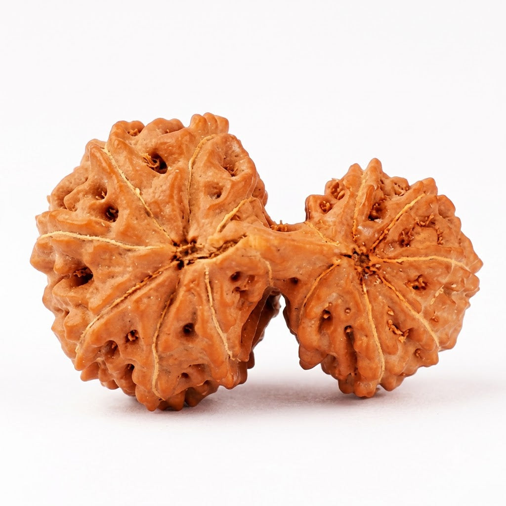 Garbh Gauri Rudraksha – Indonesia (Java)