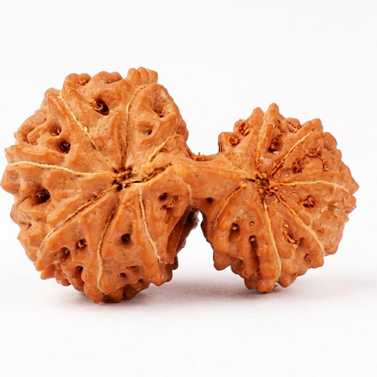 Garbh Gauri Rudraksha – Indonesia (Java)