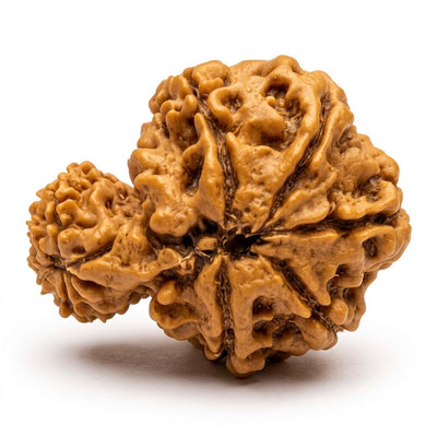 Garbh Gauri Rudraksha, origin Nepal