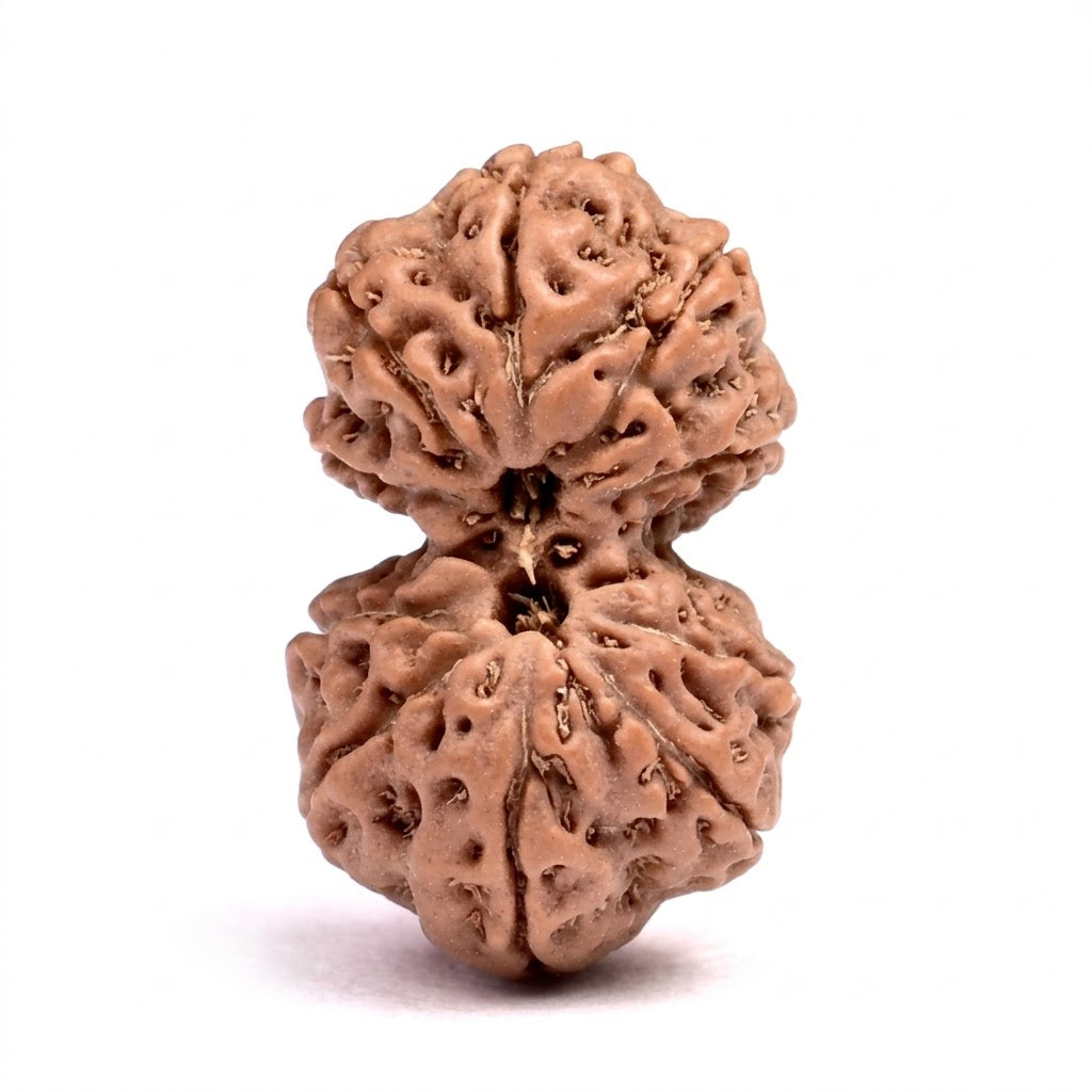 Gauri Shankar Rudraksha – Indonesia (Java)