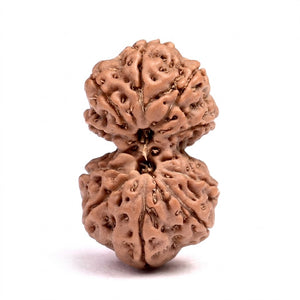 Gauri Shankar Rudraksha — Indonesia – 6–8 mm