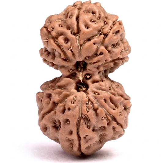 Gauri Shankar Rudraksha – Indonesia (Java)