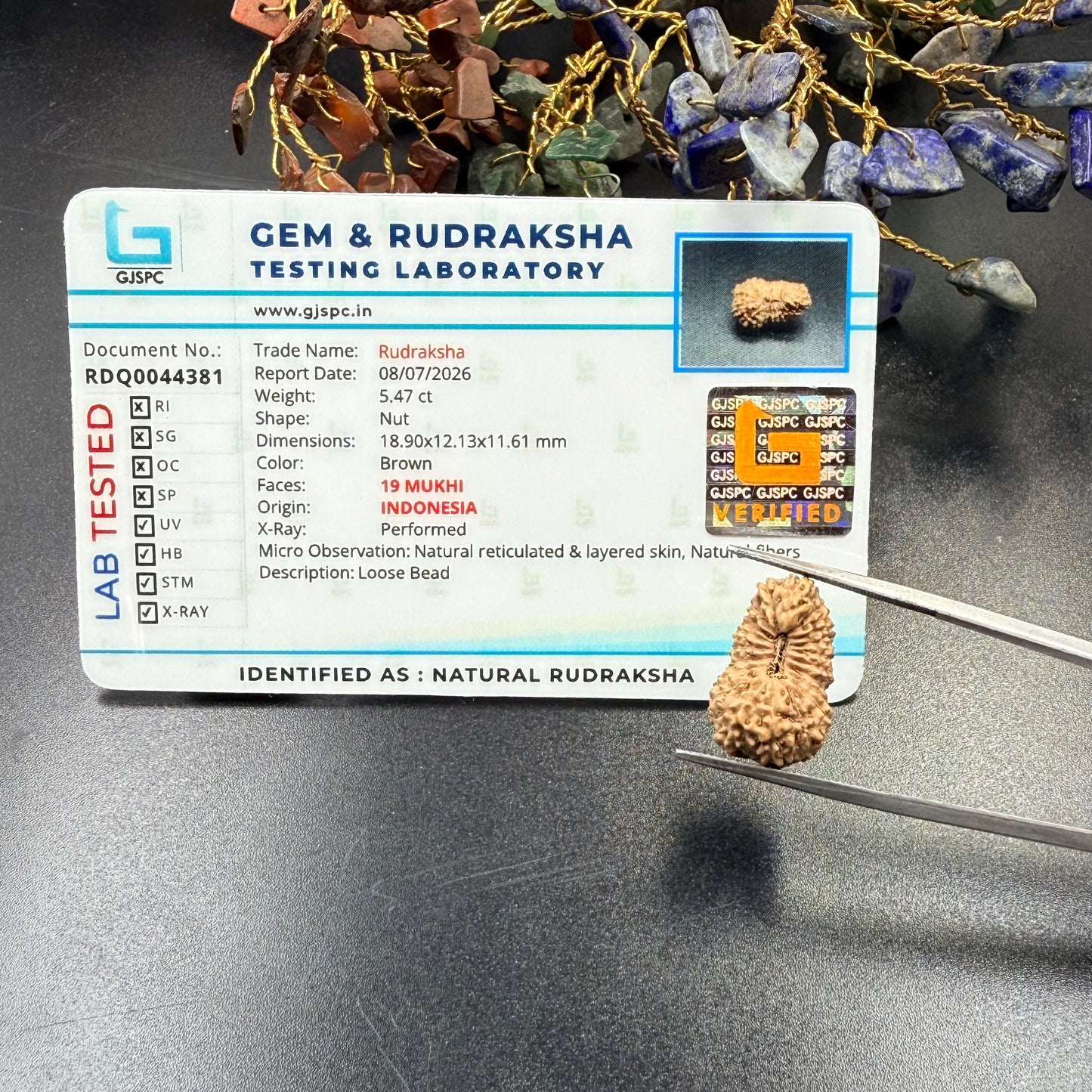 19 Mukhi Rudraksha (18.90mm) Indonesia