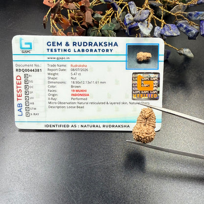 19 Mukhi Rudraksha (18.90mm) Indonesia