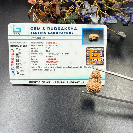 19 Mukhi Rudraksha (18.90mm) Indonesia