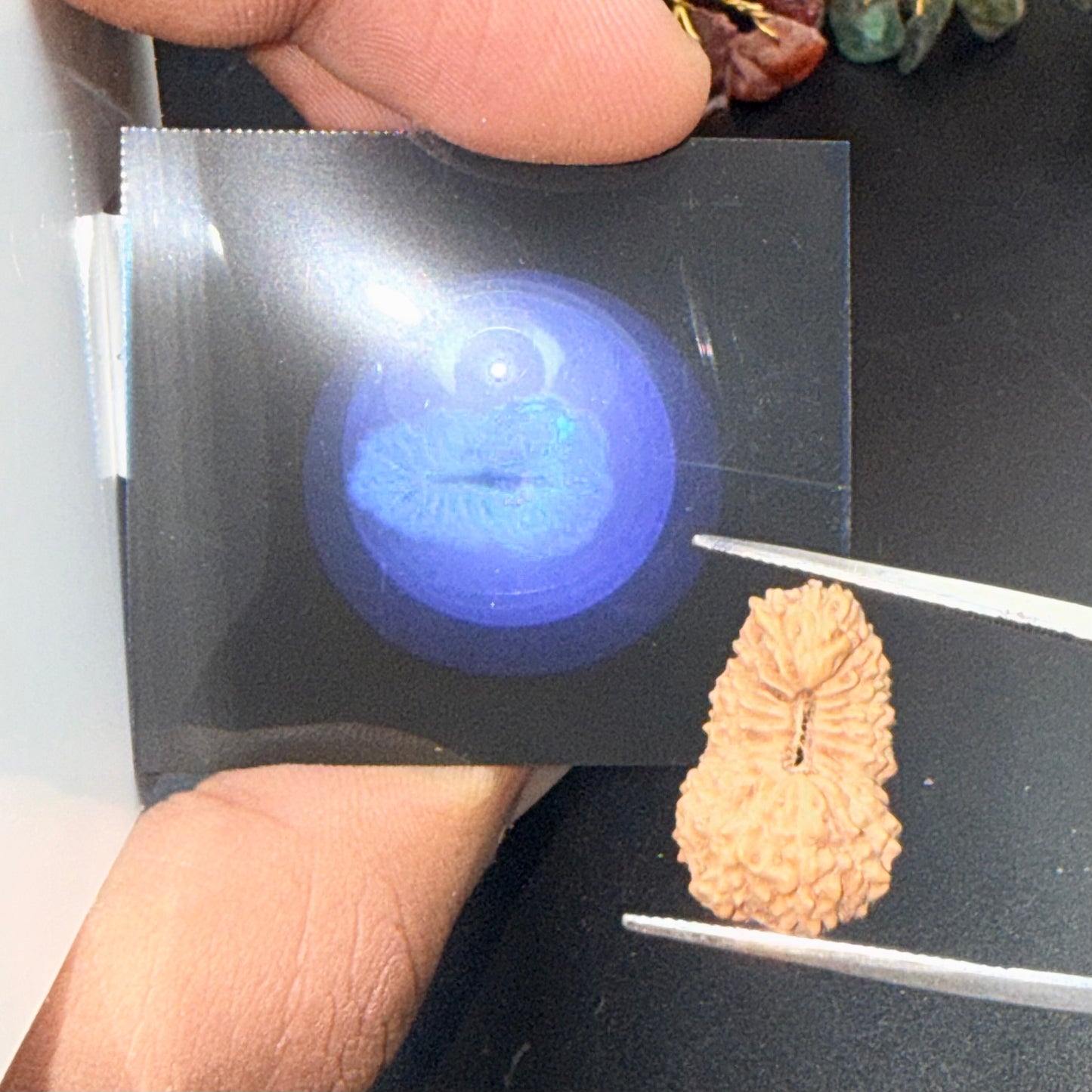 19 Mukhi Rudraksha (18.90mm) Indonesia