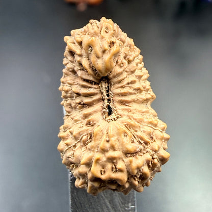 19 Mukhi Rudraksha (18.90mm) Indonesia