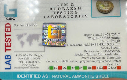 Natural Ammonite Shell  Rough Shape  33.655 gram  CS56679