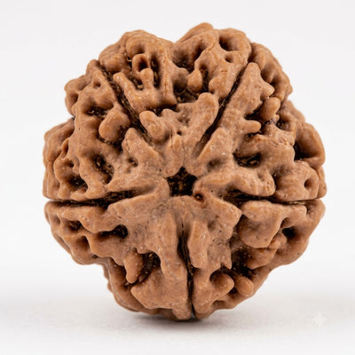 5 Mukhi Rudraksha (Premium Big Size), origin Nepal