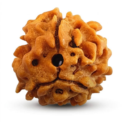 3 Mukhi Himalayan Rudraksha, origin Himalayan/Uttarakhand