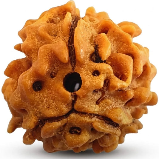 3 Mukhi Himalayan Rudraksha