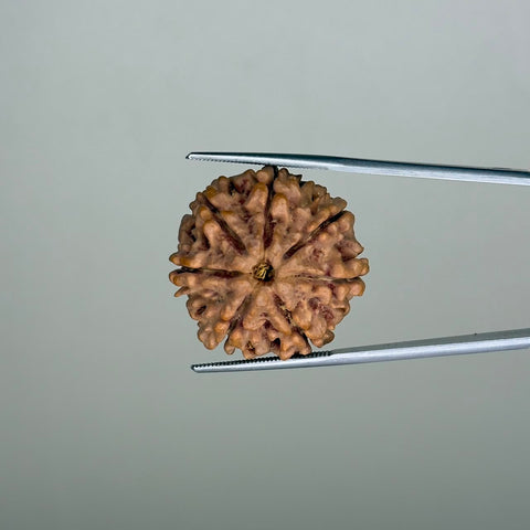 Natural 7 Mukhi Rudraksha – 26.24 Carat, Nepal – RDP0035096 | Gemkrishna