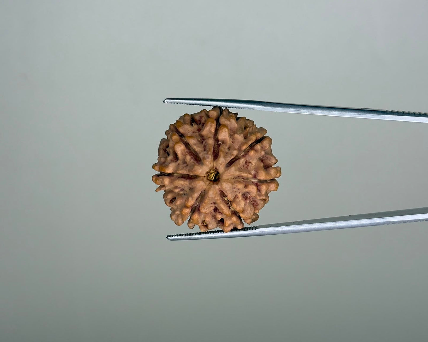Natural 7 Mukhi Rudraksha – 26.24 Carat, Nepal – RDP0035096 | Gemkrishna