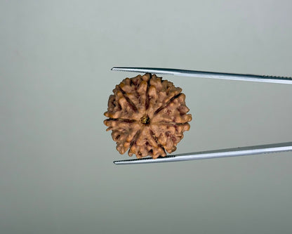 Natural 7 Mukhi Rudraksha – 26.24 Carat, Nepal – RDP0035096 | Gemkrishna product video 1