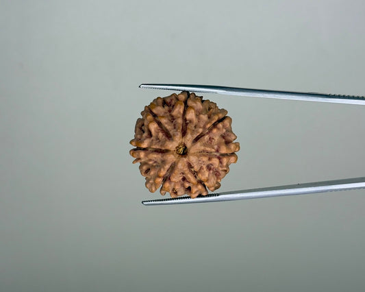 Natural 7 Mukhi Rudraksha – 26.24 Carat, Nepal – RDP0035096 | Gemkrishna