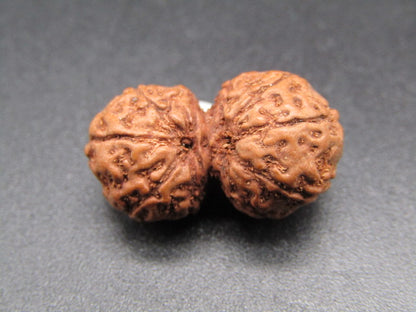 Close-up natural 9 Mukhi Gauri Shankar Indonesia rudraksha bead pair on gray background