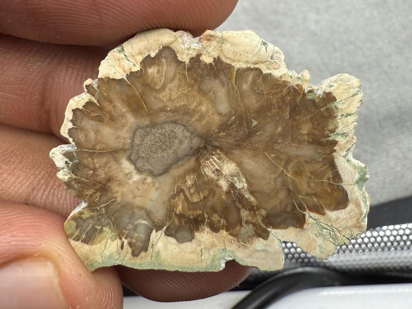 Natural Petrified Wood  44.43 ct  Tumbled Polished Cut  Mottled Brown and White