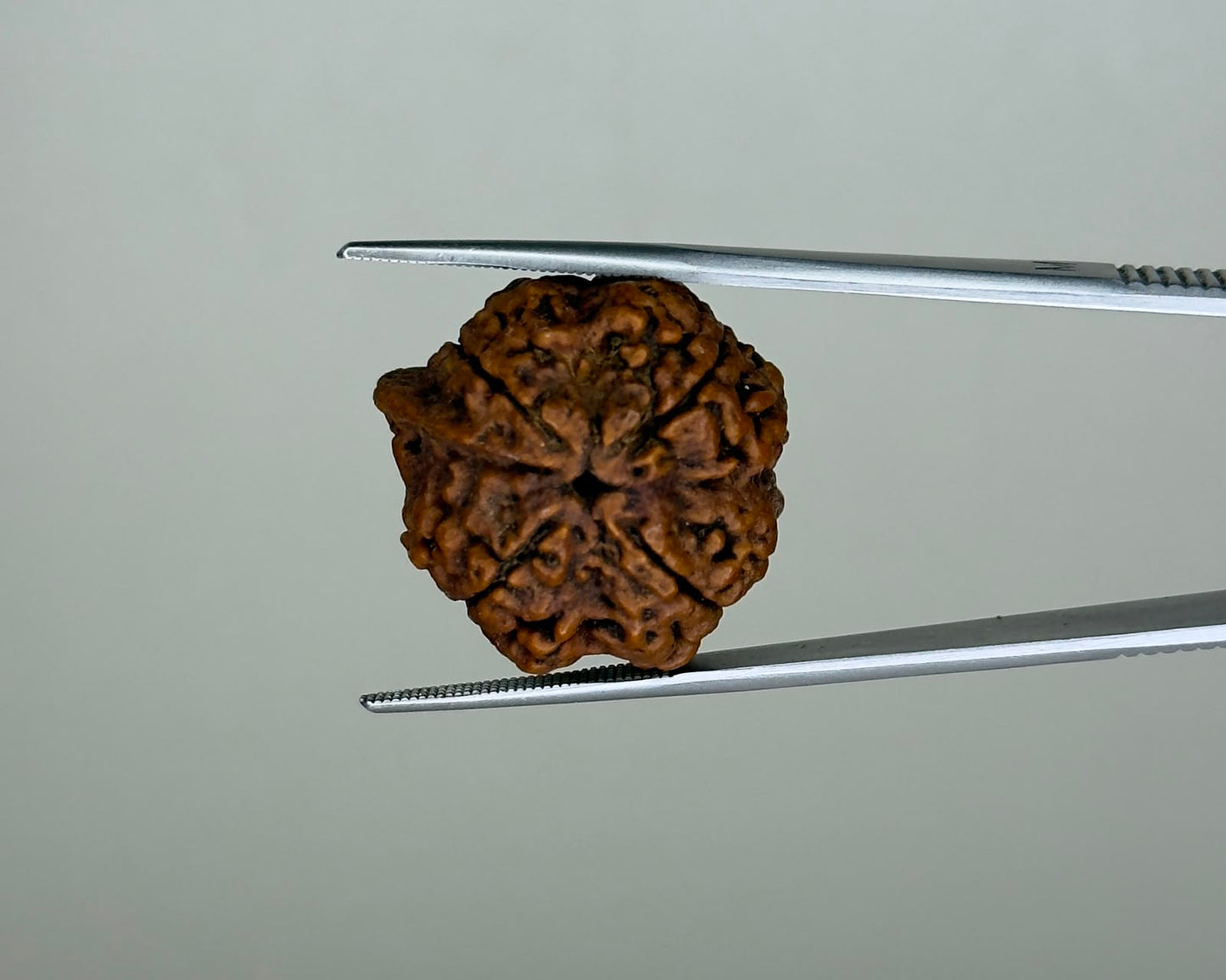 Natural 4 Mukhi Ganesh Rudraksha – 21.77 Carat, Nepal – RDGJ622432 | Gemkrishna