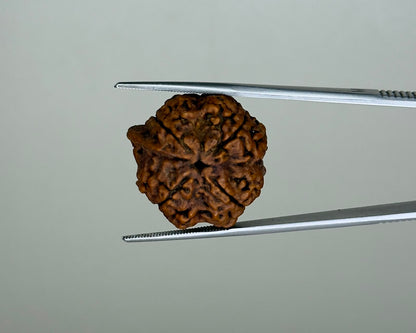 Natural 4 Mukhi Ganesh Rudraksha – 21.77 Carat, Nepal – RDGJ622432 | Gemkrishna