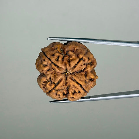 Natural 4 Mukhi Collector Bead Rudraksha – 40.07 Carat, Nepal – RDP0025850 | Gemkrishna