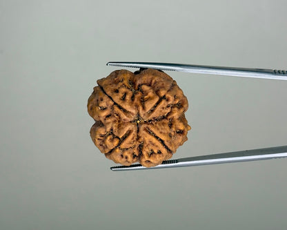 Natural 4 Mukhi Collector Bead Rudraksha – 40.07 Carat, Nepal – RDP0025850 | Gemkrishna product video 1