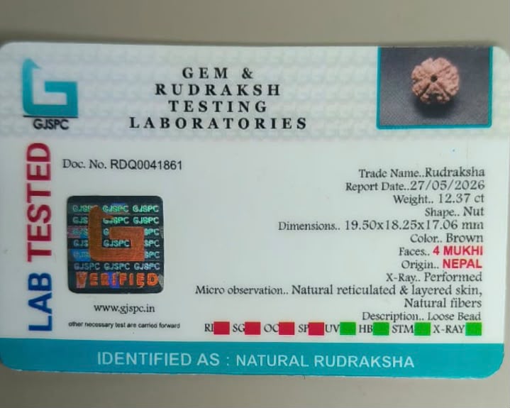 Natural 4 Mukhi Rudraksha – Nepal Origin | Report No. RDQ0041861 | Gemkrishna