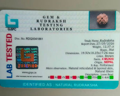 Natural 4 Mukhi Rudraksha – Nepal Origin | Report No. RDQ0041861 | Gemkrishna