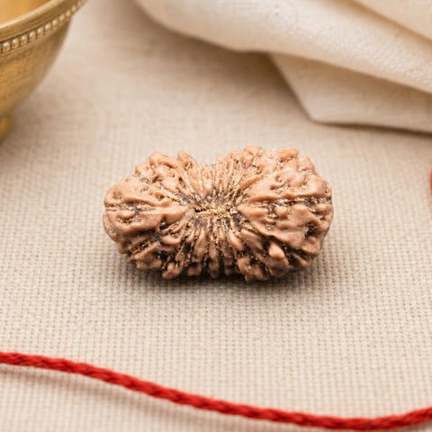 18 Mukhi Indonesia Natural Rudraksha 19.31 mm Rudraksha Report No. RDQ0044343