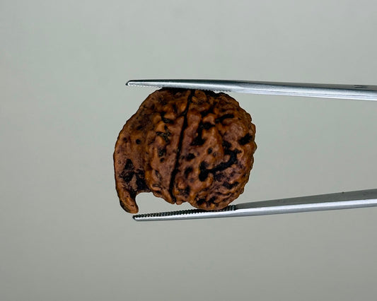 Natural 4 Mukhi Ganesh Rudraksha – 21.77 Carat, Nepal – RDGJ622432 | Gemkrishna