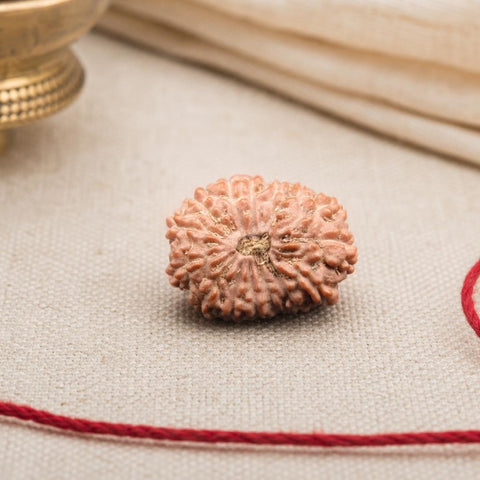 14 Mukhi Indonesia Natural Rudraksha 19.53 mm Rudraksha Report No. RDQ0044290