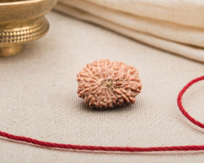 Natural 14 Mukhi Indonesian rudraksha bead with red thread on light textured background