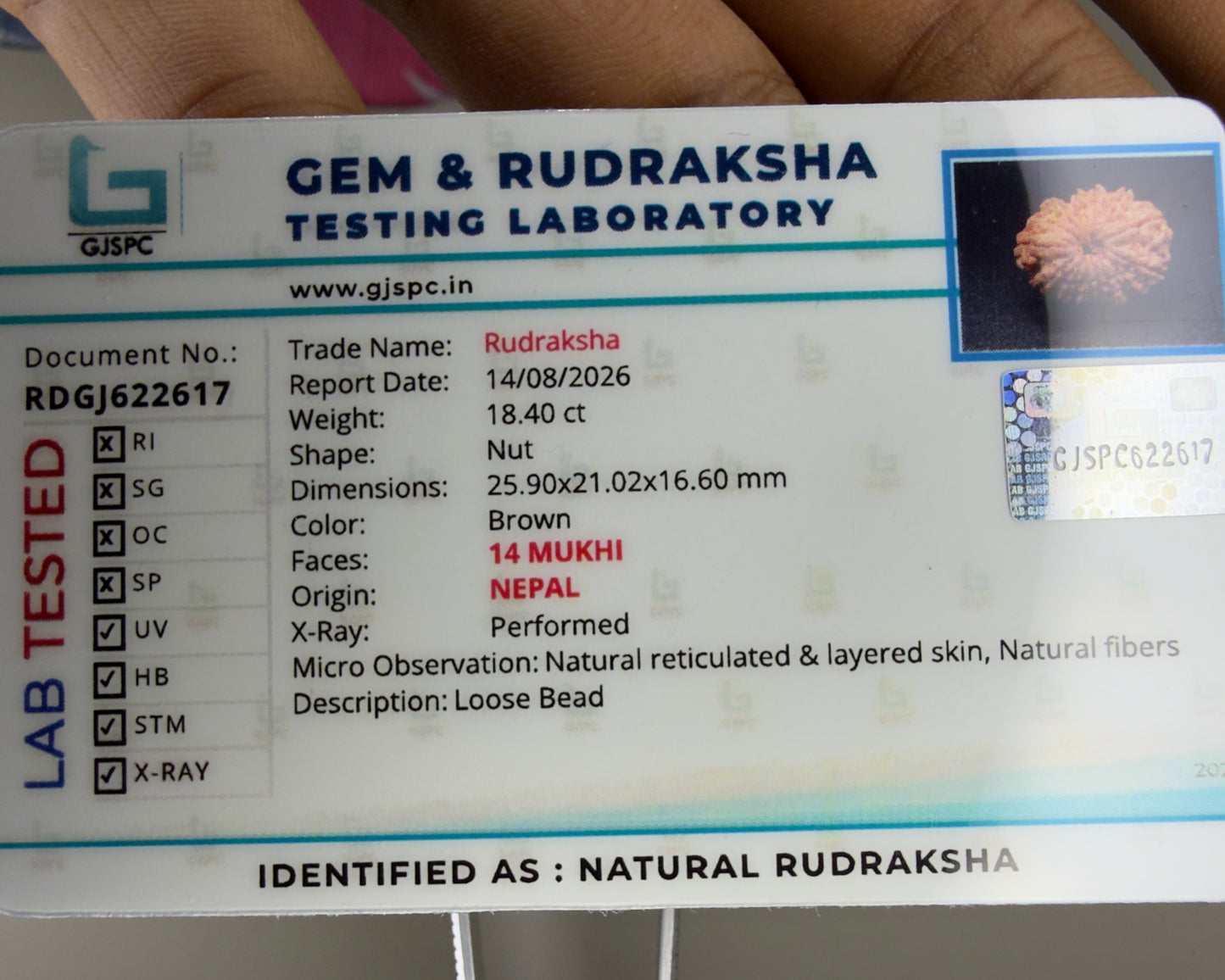 Gem and Rudraksha testing lab report for natural 14 Mukhi Nepal rudraksha bead