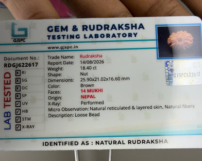 Gem and Rudraksha testing lab report for natural 14 Mukhi Nepal rudraksha bead