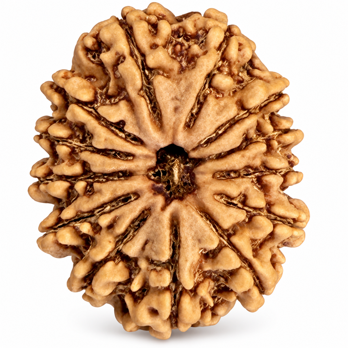 Close-up of a natural Rudraksha bead showing its Mukhi lines