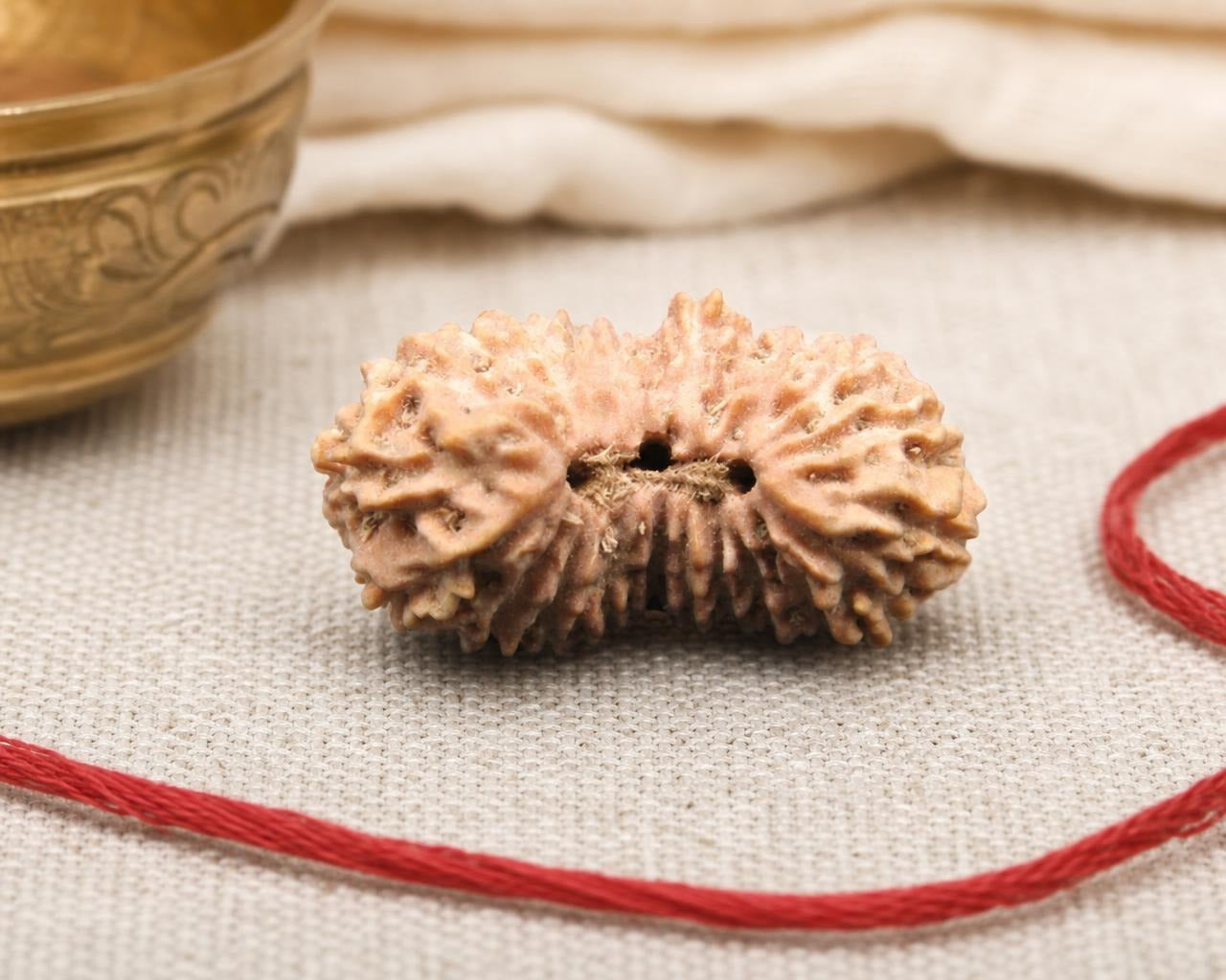 22 Mukhi Indonesia natural rudraksha seed with carved faces and central opening on fabric