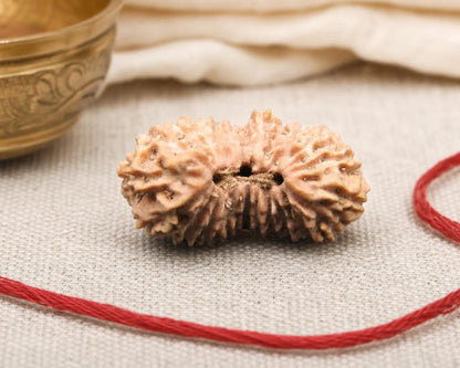 22 Mukhi Indonesia natural rudraksha seed with carved faces and central opening on fabric