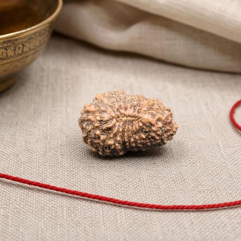 17 Mukhi Indonesia Natural Rudraksha 19.55 mm Rudraksha Report No. RDQ0044412
