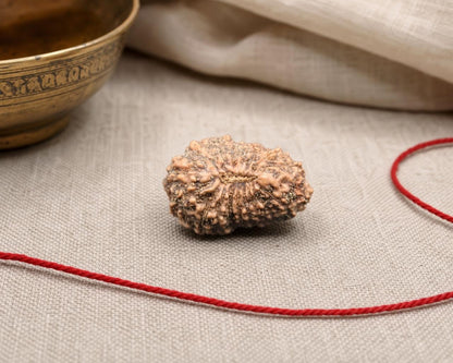 Natural 17 Mukhi Indonesian rudraksha bead on red thread with textured carved surface