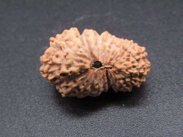 Natural Indonesian 22 Mukhi rudraksha bead showing carved segments and central hole