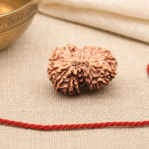 19 Mukhi Indonesia Natural Rudraksha 18.80 mm Rudraksha Report No. RDQ0044356