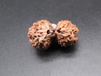 Natural 11 Mukhi Gauri Shankar Indonesian rudraksha bead, split-face close-up on dark background