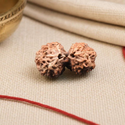 11 Mukhi Gauri Shankar Indonesia Natural Rudraksha 22.43 mm Rudraksha Report No. RDQ0044414